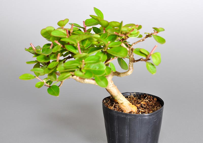 サルスベリ-K（さるすべり・百日紅）花もの盆栽の販売と育て方・作り方・Lagerstroemia indica bonsai