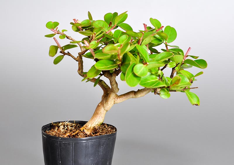 サルスベリ-K（さるすべり・百日紅）花もの盆栽を裏側から見た景色・Lagerstroemia indica bonsai
