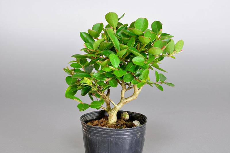 サルスベリ-K2（さるすべり・百日紅）花もの盆栽の販売と育て方・作り方・Lagerstroemia indica bonsai photo