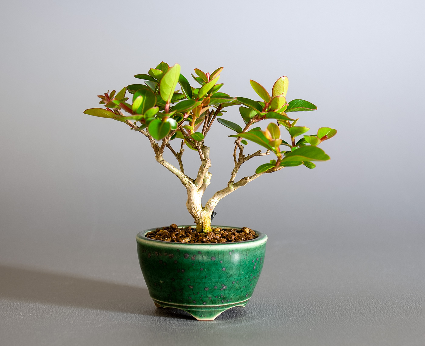 サルスベリ-N3（さるすべり・百日紅）花もの盆栽の販売と育て方・作り方・Lagerstroemia indica bonsai