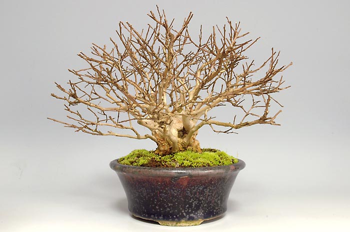 サルスベリQ（さるすべり・百日紅）花もの盆栽の販売と育て方・作り方・Lagerstroemia indica bonsai