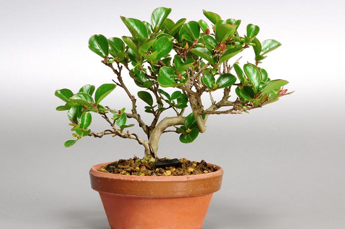 サルスベリR-1（さるすべり・百日紅）花もの盆栽の販売と育て方・作り方・Lagerstroemia indica bonsai photo