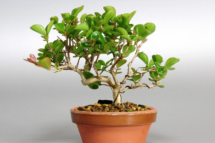 サルスベリR-1（さるすべり・百日紅）花もの盆栽を裏側から見た景色・Lagerstroemia indica bonsai photo