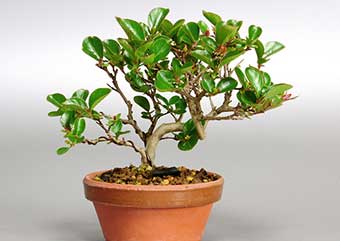サルスベリR（さるすべり・百日紅）花もの盆栽の成長記録-1・Lagerstroemia indica bonsai photo