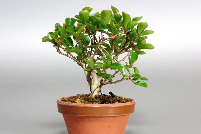 サルスベリR-1（さるすべり・百日紅）花もの盆栽を左側から見た景色・Lagerstroemia indica bonsai photo