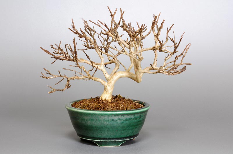 サルスベリR（さるすべり・百日紅）花もの盆栽の販売と育て方・作り方・Lagerstroemia indica bonsai photo