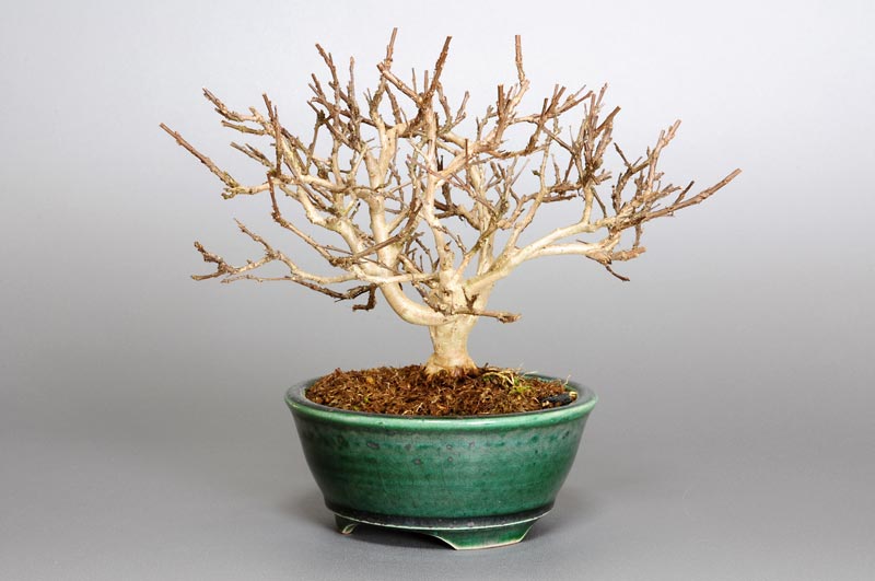 サルスベリR（さるすべり・百日紅）花もの盆栽を右側から見た景色・Lagerstroemia indica bonsai photo