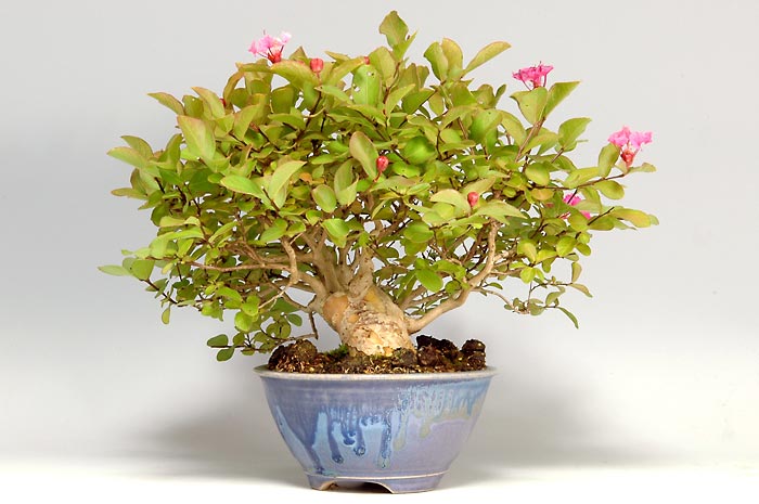 サルスベリS-2（さるすべり・百日紅）花もの盆栽を右側から見た景色・Lagerstroemia indica bonsai photo