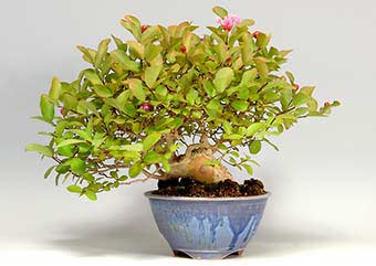 サルスベリS-2（さるすべり・百日紅）花もの盆栽の成長記録-2・Lagerstroemia indica bonsai