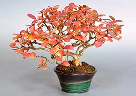 サルスベリ-V1-2（さるすべり・百日紅）花もの盆栽の成長記録-1・Lagerstroemia indica bonsai