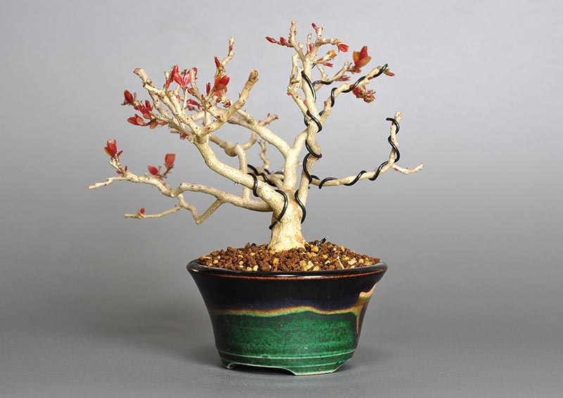 サルスベリ-V1（さるすべり・百日紅）花もの盆栽を右側から見た景色・Lagerstroemia indica bonsai