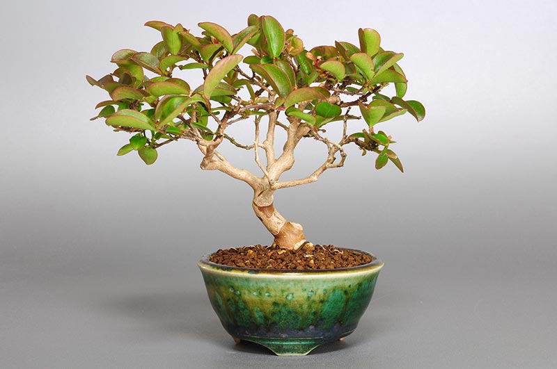 サルスベリ-Z1（さるすべり・百日紅）花もの盆栽の販売と育て方・作り方・Lagerstroemia indica bonsai photo