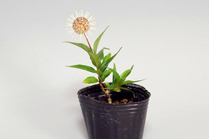 サワワタリ-A（さわわたり・沢渡り）盆栽の樹作りの参考樹形・Adina pilulifera Best bonsai