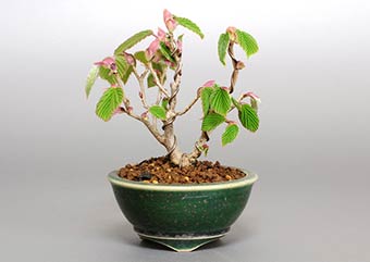 トサミズキ-D（とさみずき・土佐水木）花もの盆栽の成長記録-1・Corylopsis spicata bonsai