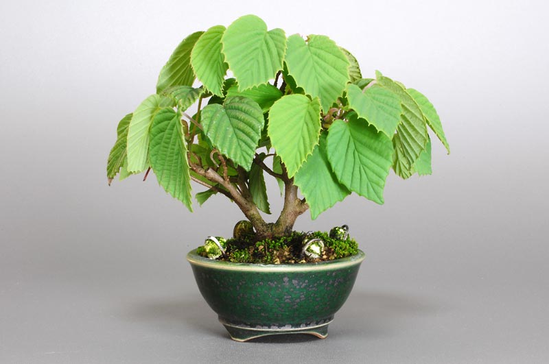 トサミズキ-D（とさみずき・土佐水木）花もの盆栽の販売と育て方・作り方・Corylopsis spicata bonsai