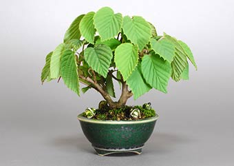 トサミズキ-D（とさみずき・土佐水木）盆栽の樹作りの参考樹形・Corylopsis spicata Best bonsai