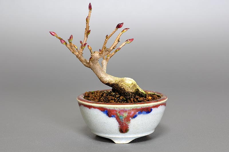 トサミズキ-L（とさみずき・土佐水木）花もの盆栽の販売と育て方・作り方・Corylopsis spicata bonsai