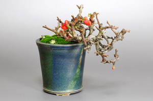 チョウジュバイ-A1-2（ちょうじゅばい・長寿梅）盆栽の成長記録・Chaenomeles speciosa 'Chojubai' bonsai