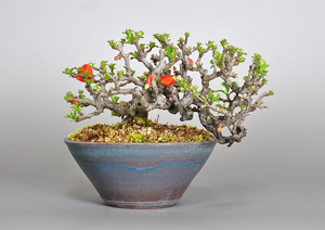 チョウジュバイ-A1-3（ちょうじゅばい・長寿梅）盆栽の成長記録・Chaenomeles speciosa 'Chojubai' bonsai