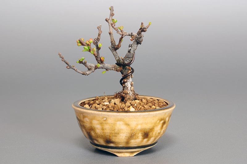 チョウジュバイ-H1（ちょうじゅばい・長寿梅）花もの盆栽の販売と育て方・作り方・Chaenomeles speciosa 'Chojubai' bonsai photo