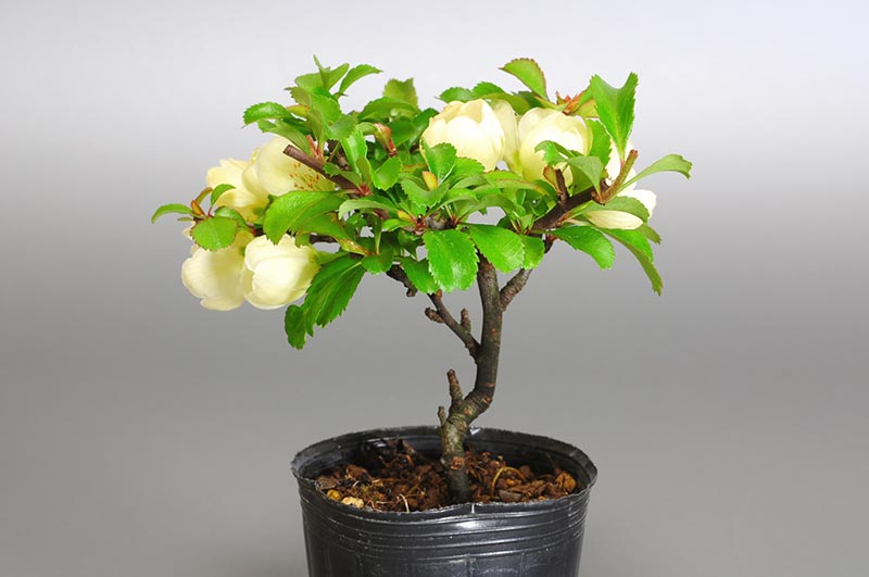 チョウジュバイ-J1（ちょうじゅばい・長寿梅）花もの盆栽の販売と育て方・作り方・Chaenomeles speciosa 'Chojubai' bonsai photo
