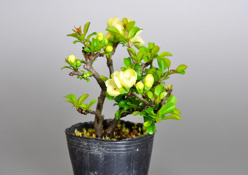 チョウジュバイ-K1（ちょうじゅばい・長寿梅）花もの盆栽の販売と育て方・作り方・Chaenomeles speciosa 'Chojubai' bonsai photo