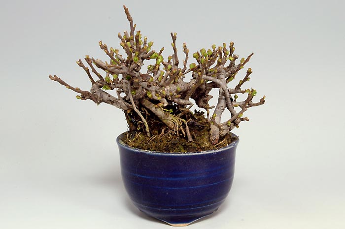 チョウジュバイM-1（ちょうじゅばい・長寿梅）花もの盆栽の販売と育て方・作り方・Chaenomeles speciosa 'Chojubai' bonsai