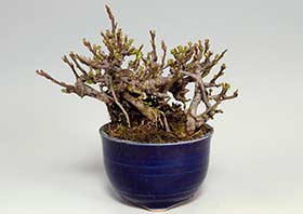 チョウジュバイM（ちょうじゅばい・長寿梅）花もの盆栽の成長記録-1・Chaenomeles speciosa 'Chojubai' bonsai