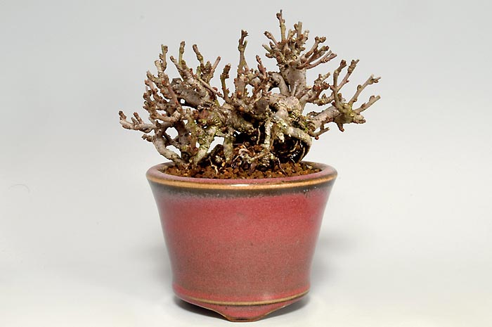 チョウジュバイM（ちょうじゅばい・長寿梅）花もの盆栽の販売と育て方・作り方・Chaenomeles speciosa 'Chojubai' bonsai