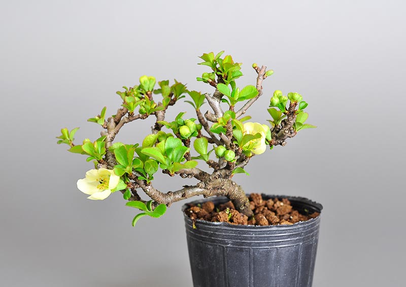 白花チョウジュバイ-O1（ちょうじゅばい・長寿梅）花もの盆栽の販売と育て方・作り方・Chaenomeles speciosa 'Chojubai' bonsai