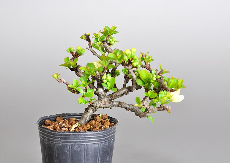 白花チョウジュバイ-O1（ちょうじゅばい・長寿梅）花もの盆栽を裏側から見た景色・Chaenomeles speciosa 'Chojubai' bonsai
