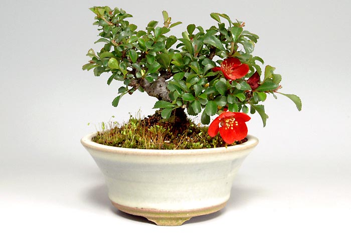 チョウジュバイP-1（ちょうじゅばい・長寿梅）花もの盆栽の販売と育て方・作り方・Chaenomeles speciosa 'Chojubai' bonsai