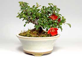 チョウジュバイP（ちょうじゅばい・長寿梅）花もの盆栽の成長記録-1・Chaenomeles speciosa 'Chojubai' bonsai