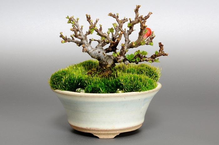チョウジュバイP（ちょうじゅばい・長寿梅）花もの盆栽の販売と育て方・作り方・Chaenomeles speciosa 'Chojubai' bonsai