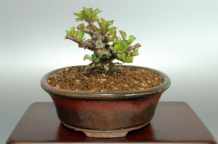 チョウジュバイV（ちょうじゅばい・長寿梅）花もの盆栽の販売と育て方・作り方・Chaenomeles speciosa 'Chojubai' bonsai