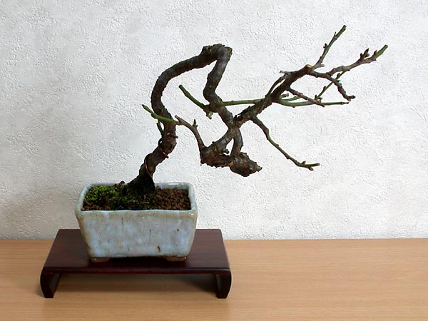 ヤバイE-3（やばい・野梅）ウメ（うめ・梅）花もの盆栽の販売と育て方・作り方・Prunus mume bonsai photo