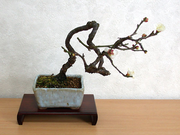ヤバイE-4（やばい・野梅）ウメ（うめ・梅）花もの盆栽の販売と育て方・作り方・Prunus mume bonsai photo