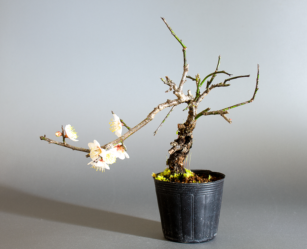 コウシュウヤバイ-F1（やばい・甲州野梅）花もの盆栽の販売と育て方・作り方・Prunus mume bonsai