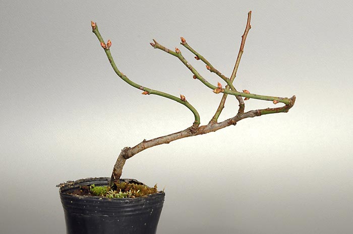 ヤバイ-R（やばい・野梅）花もの盆栽の販売と育て方・作り方・Prunus mume bonsai