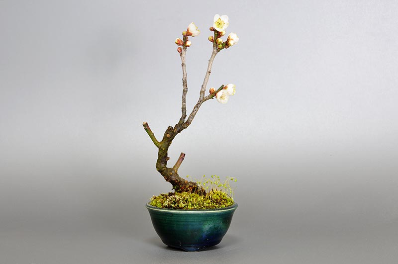 ヤバイU-6（やばい・野梅）ウメ（うめ・梅）花もの盆栽の販売と育て方・作り方・Prunus mume bonsai photo