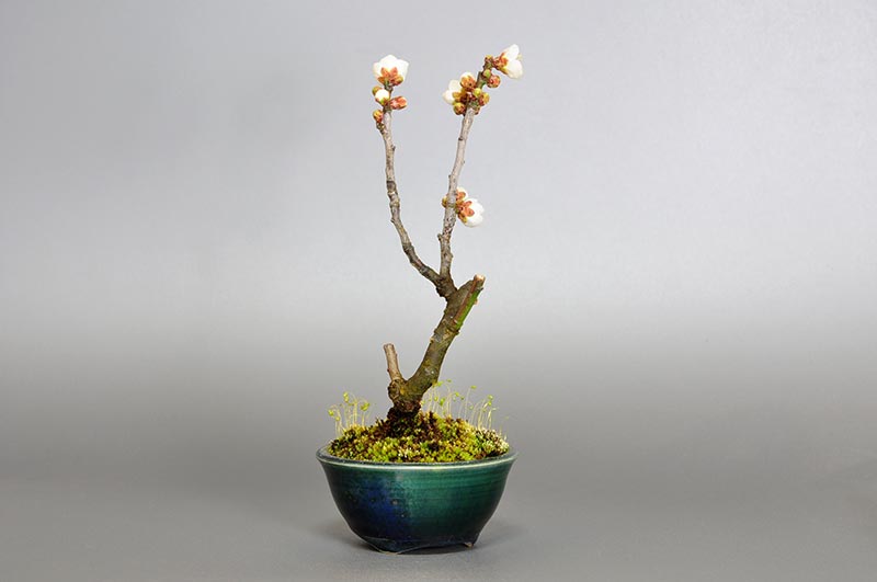 ヤバイU-6（やばい・野梅）ウメ（うめ・梅）花もの盆栽を左側から見た景色・Prunus mume bonsai photo