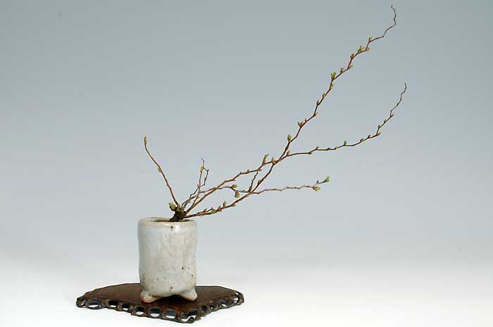 ユキヤナギB（ゆきやなぎ・雪柳）花もの盆栽の販売と育て方・作り方・Spiraea thunbergii bonsai