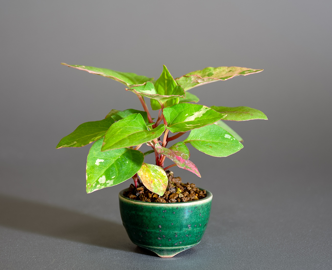 フイリイタドリ-F（ふいりいたどり・斑入り虎杖）草もの盆栽の販売と育て方・作り方・Fallopia japonica Kusamono bonsai