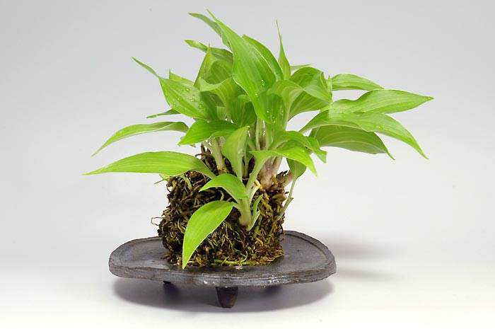 ギボウシA（ぎぼうし・擬宝珠）草もの盆栽の販売と育て方・作り方・Hosta bonsai