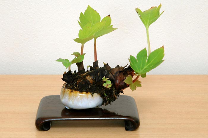 ヒメセキショウ-A1・セキショウ（せきしょう・ひめせきしょう・姫 石菖・）草もの盆栽の販売と育て方・作り方・Acorus gramineus bonsai