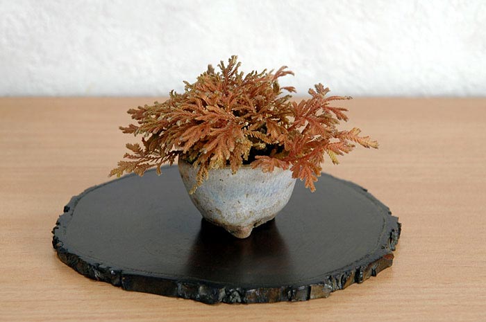 コガネシダ-C（こがねしだ・黄金羊歯）草もの盆栽の販売と育て方・作り方・Woodsia macrochlaena Kusamono bonsai