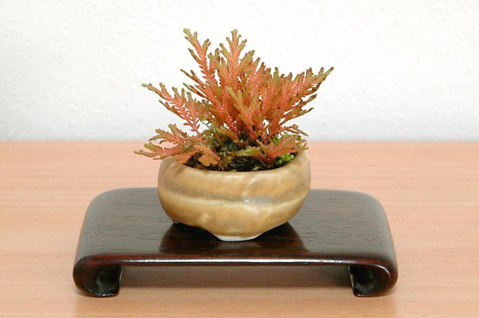 コガネシダE（こがねしだ・黄金羊歯）草もの盆栽の販売と育て方・作り方・Woodsia macrochlaena Kusamono bonsai