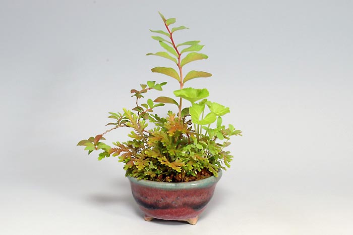 コガネシダ-L（こがねしだ・黄金羊歯）草もの盆栽の販売と育て方・作り方・Woodsia macrochlaena Kusamono bonsai