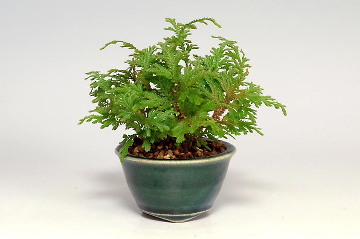 コガネシダ-O（こがねしだ・黄金羊歯）草もの盆栽の販売と育て方・作り方・Woodsia macrochlaena Kusamono bonsai