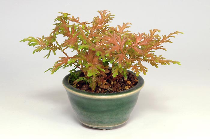 コガネシダP（こがねしだ・黄金羊歯）草もの盆栽の販売と育て方・作り方・Woodsia macrochlaena Kusamono bonsai